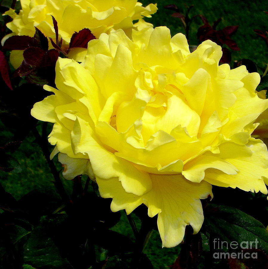 Yellow Beauty Photograph by Tatyana Searcy
