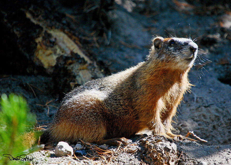 Yellow-bellied Marmot Photograph by David Salter
