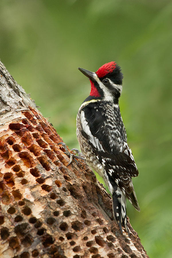 Yellowbellied Sapsucker And His Birch Art. Photograph by Daniel Cadieux