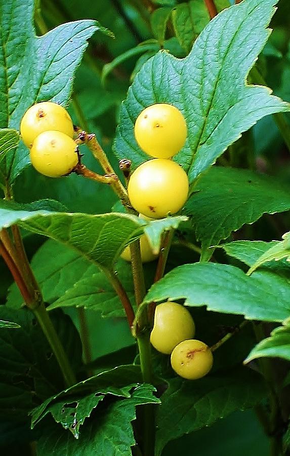 Yellow Berries Photograph by Bruce Bley