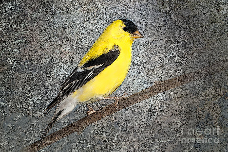 Finch Photograph - Yellow by Betty LaRue
