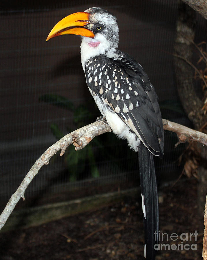 Yellow-Billed Hornbill Photograph by Kathy  White