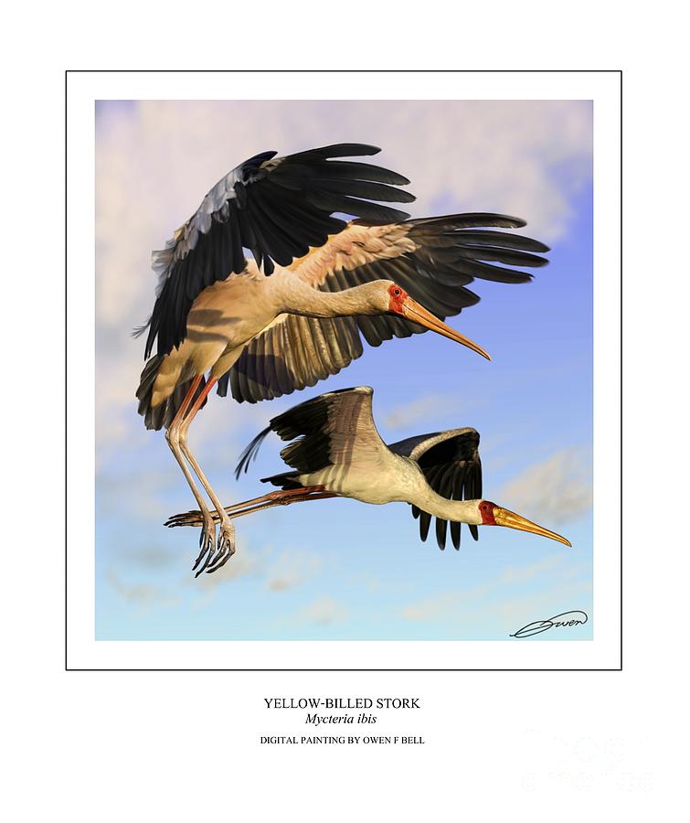 Stork Digital Art - Yellow-billed Ibis in flight by Owen Bell