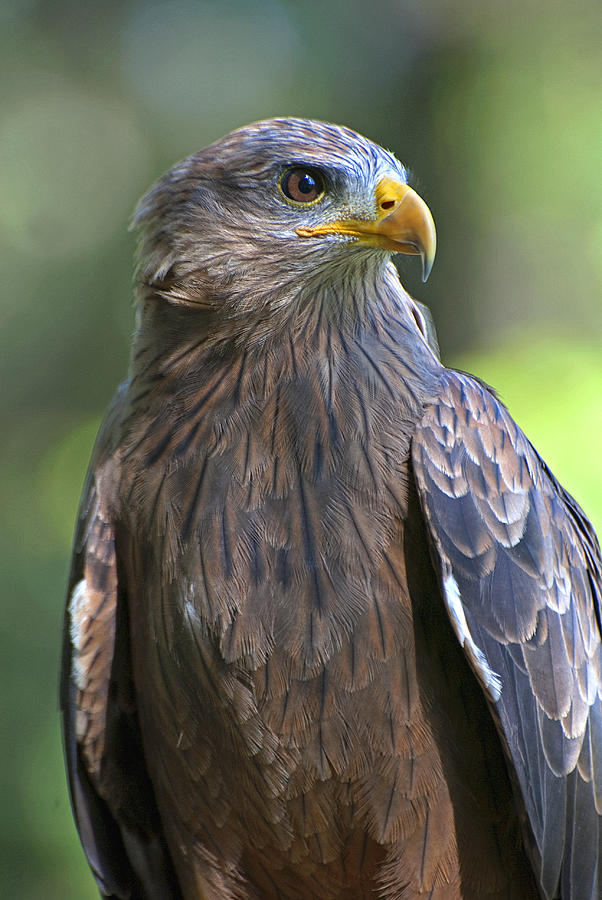 Yellow-Billed Kite Photograph by Pat Exum