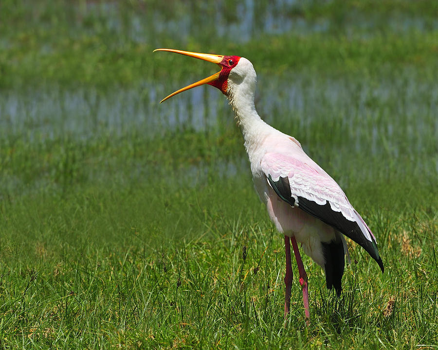 Yellow-billed Stork Photograph by Tony Beck