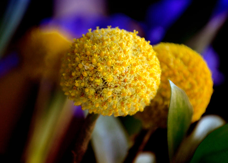 Yellow Billy Buttons Photograph by Julie Palencia