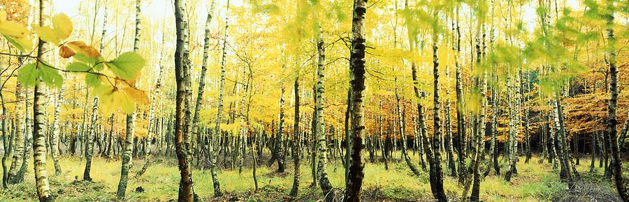 Yellow birches Photograph by Ulrich Kunst And Bettina Scheidulin