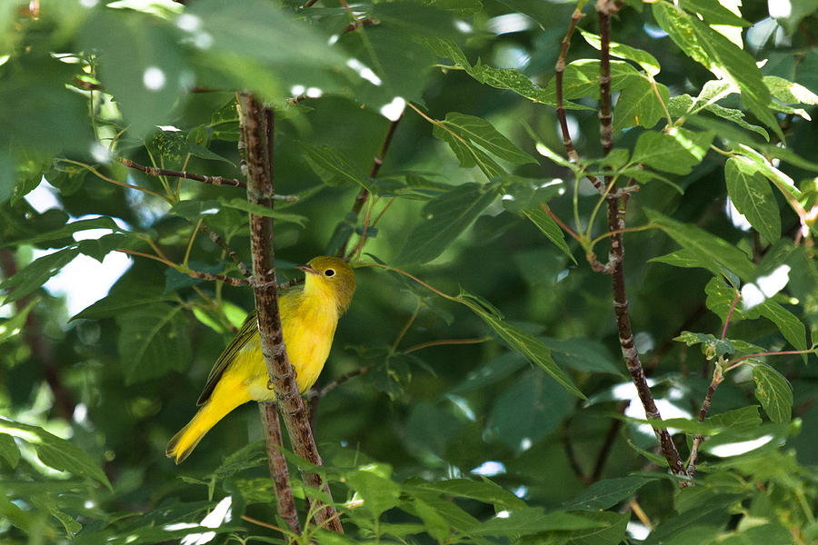 Bird Photograph - Yellow Bird by Chris Fullmer