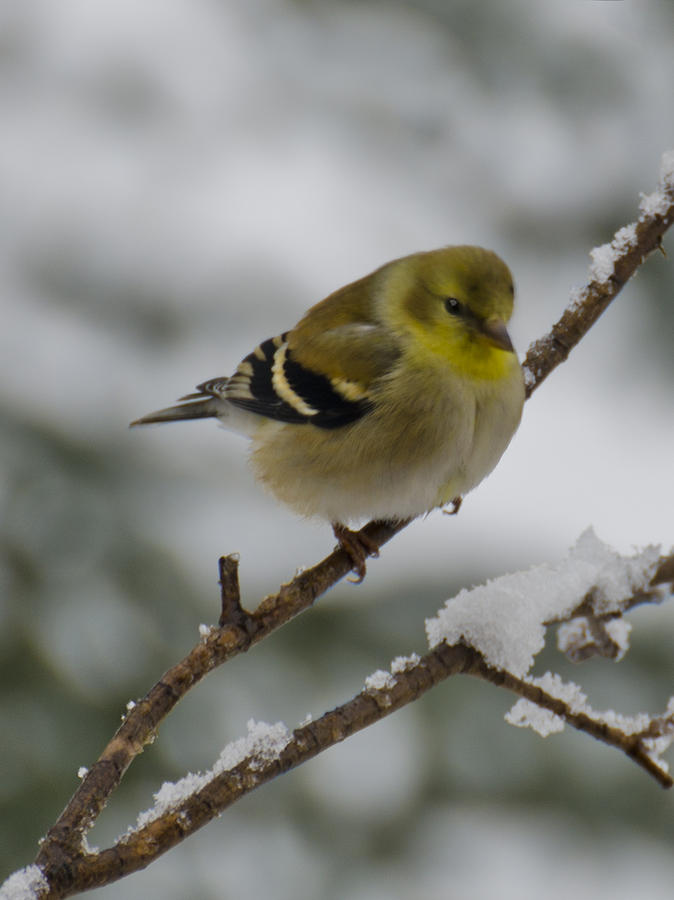 City Photograph - Yellow Bird in Snow Tree by LeeAnn McLaneGoetz McLaneGoetzStudioLLCcom