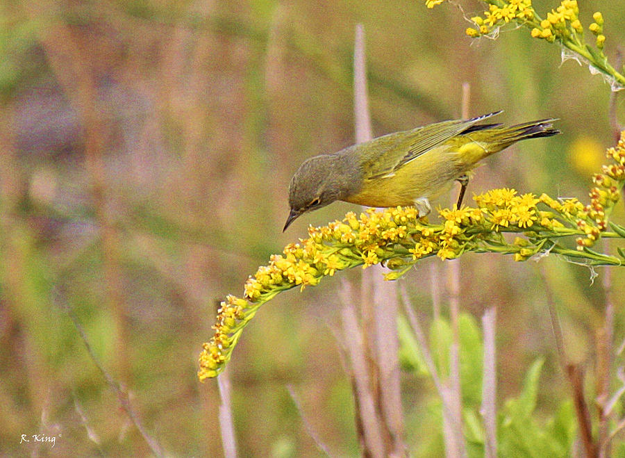 Warbler Photograph - Yellow Bird on Yellow Bush by Roena King