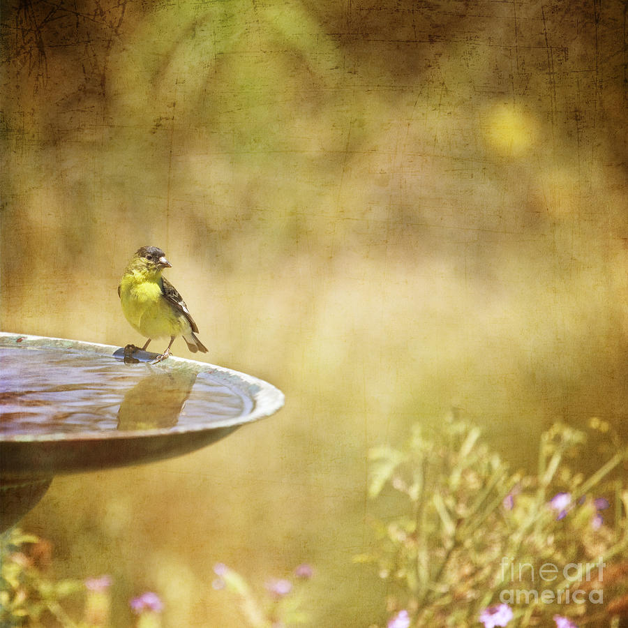 Yellow Bird Upon a Fountain Photograph by Susan Gary