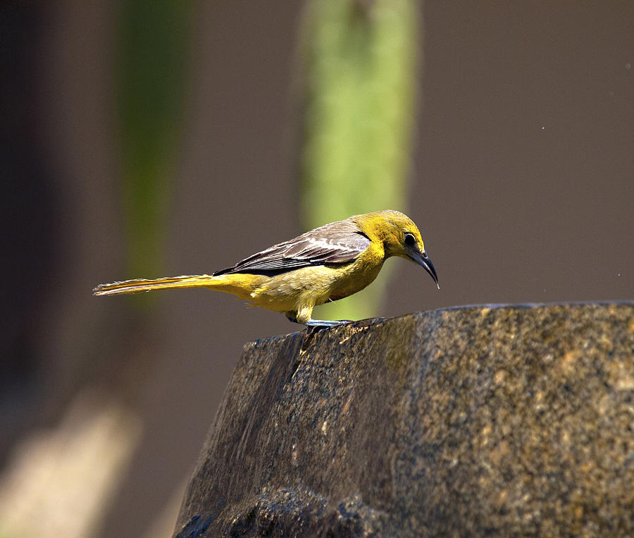 Yellow Bird with Fountain Photograph by Joe Schofield