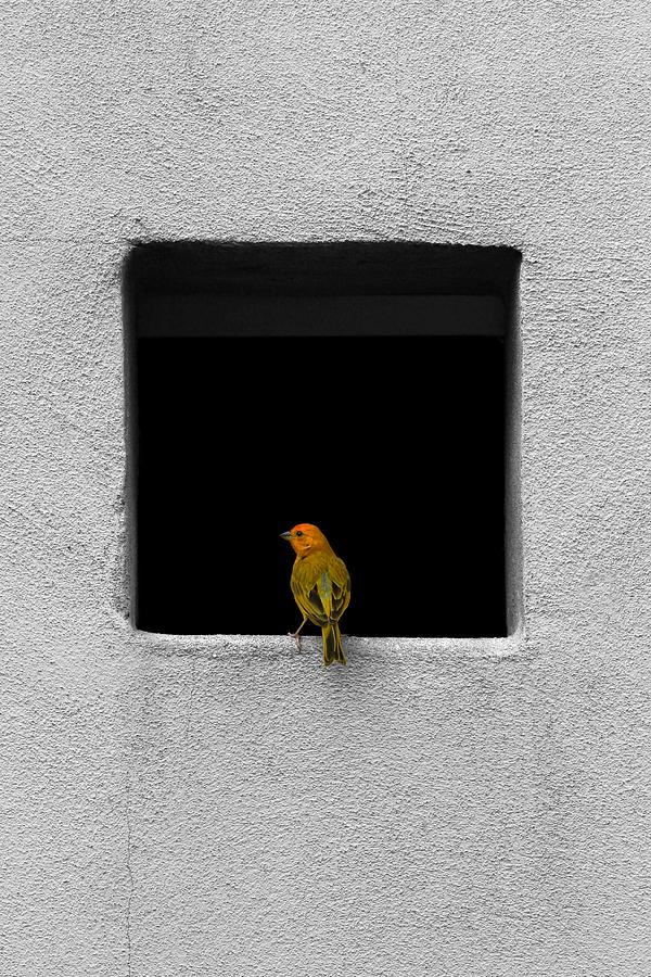 Yellow Birdie On The Window Sill Photograph by Tracie Schiebel