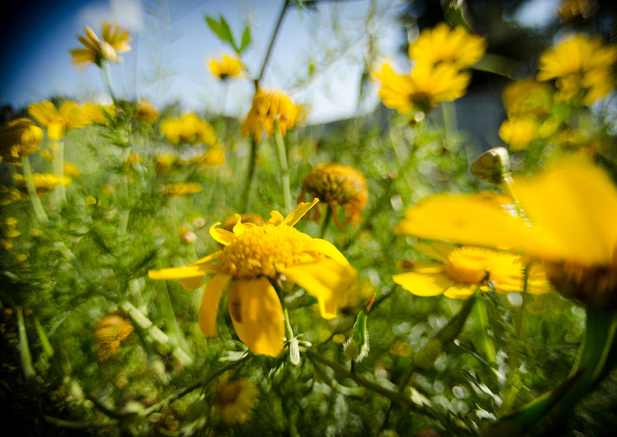 Yellow blooming wildflowers Photograph by Michael Goyberg