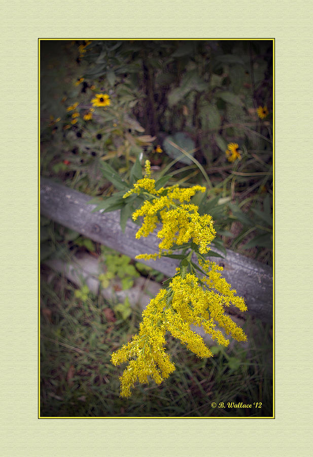 Flower Photograph - Yellow Blooms by Brian Wallace