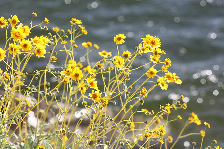 Yellow Blooms By The Shoreline Photograph by Kim Galluzzo