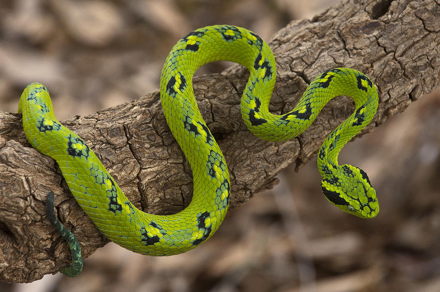 Snake Photograph - Yellow-blotched Palm Pitviper by Pete Oxford