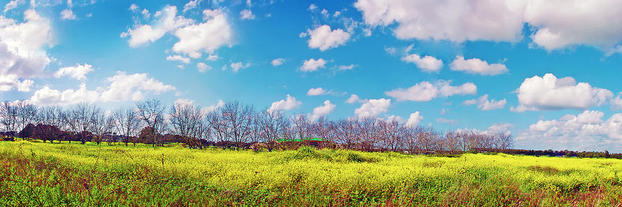 Yellow Blue And Trees Photograph by Meir Ezrachi