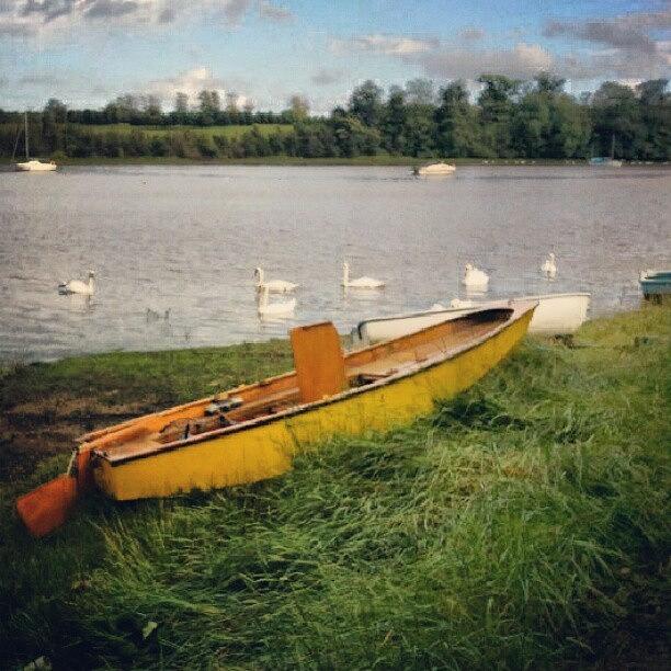 Boat Photograph - Yellow Boat and Swans by Aimee White