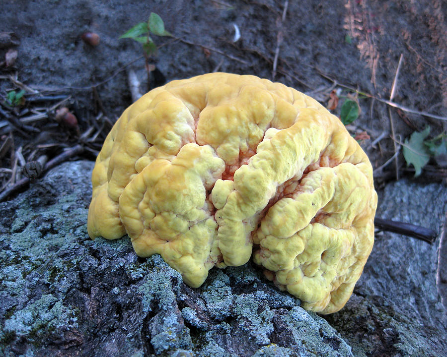 Mushroom Photograph - Yellow Brain Mushroom by Charles Dancik