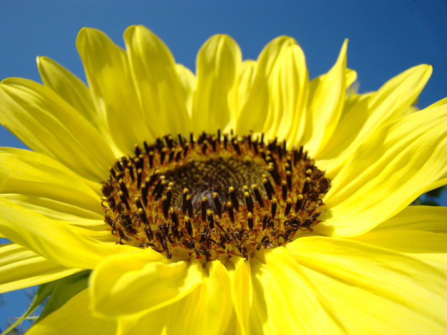 Yellow Bright Floral Sunflower Art Print Blue Sky Photograph