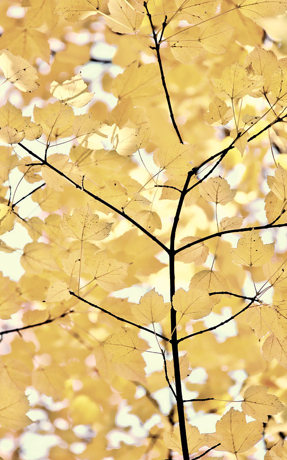 Fall Photograph - Yellow Brown Leaves Melody by Jennie Marie Schell