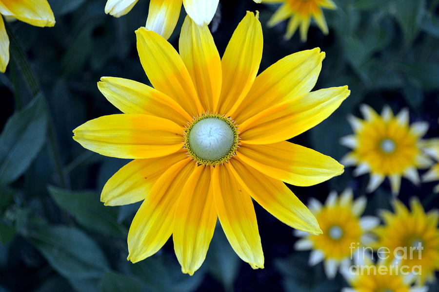 Yellow Burst Photograph by Kevin Fortier