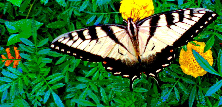 Yellow Butterfly and Marigolds Photograph by Padre Art