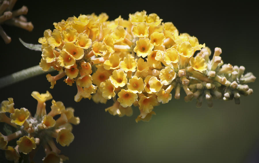 Yellow Butterfly Bush Bloom Photograph By Teresa Mucha - Fine Art America