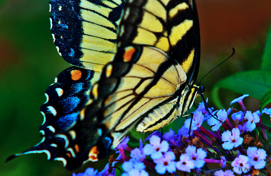 Yellow Butterfly Photograph by Ed Peterson