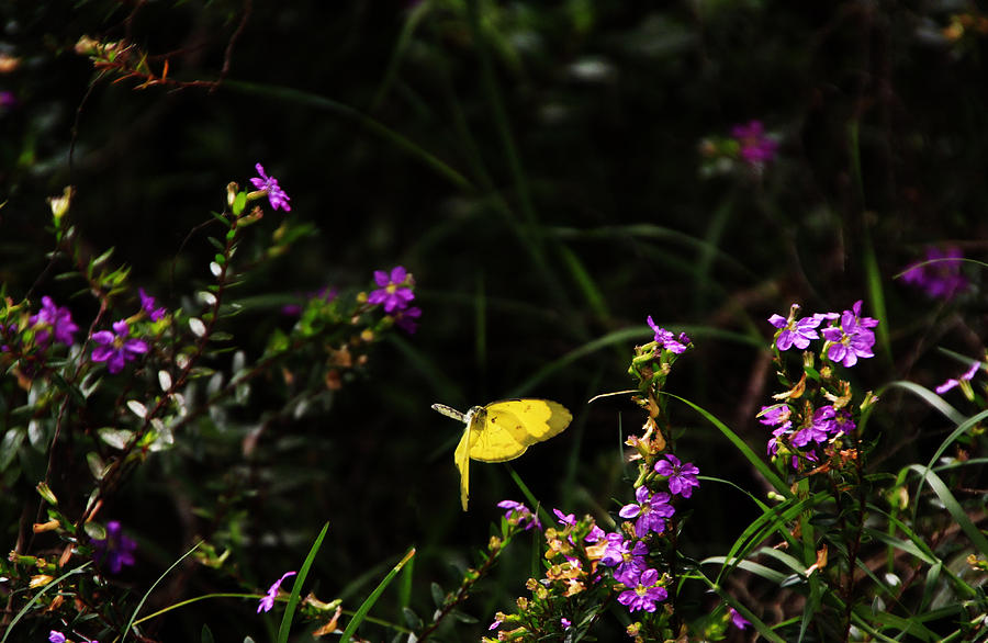 Butterfly Photograph - Yellow Butterfly in Flight by Noel Elliot