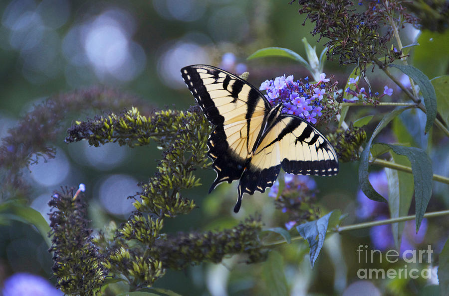 Yellow Butterfly Photograph by Jeanne  Woods