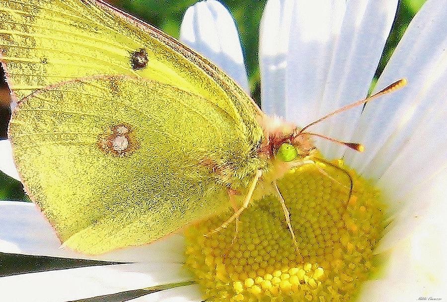 Yellow Butterfly Photograph by Mikki Cucuzzo