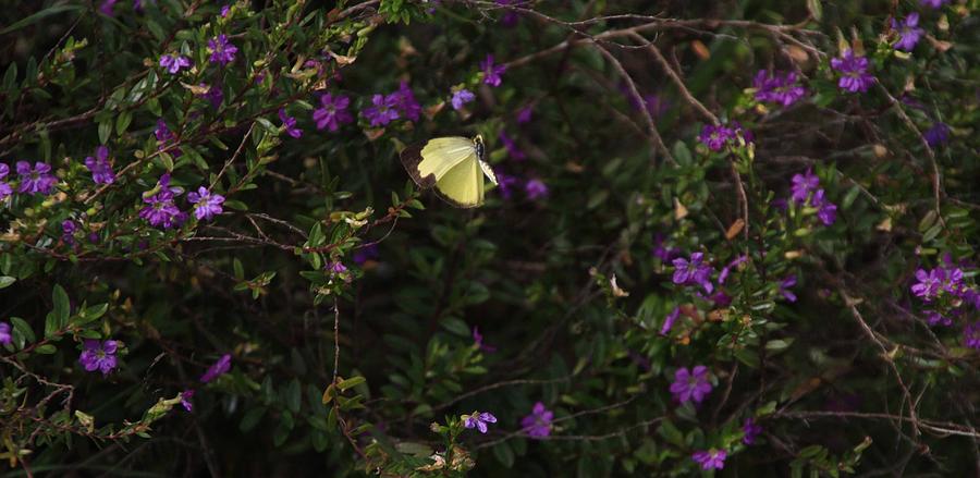 Butterfly Photograph - Yellow Butterfly by Noel Elliot