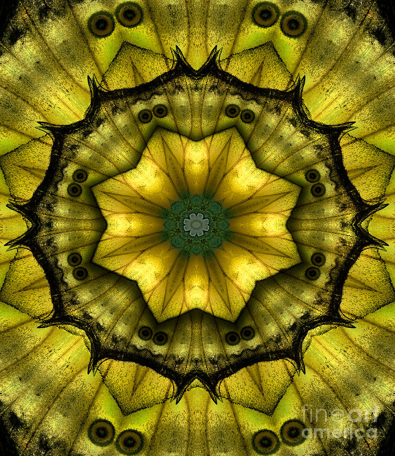 Yellow Butterfly Wing Kaleidoscope Mandala Photograph by Janeen Wassink Searles