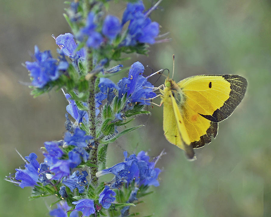 Yellow Cabbage Butterfly Photograph by Rodney Campbell