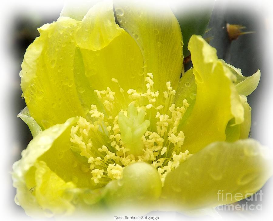 Yellow Cactus Flower 2 Watercolor Effect Photograph by Rose Santuci-Sofranko