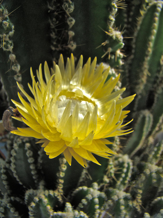 Yellow Cactus Flower Photograph by Carol Senske