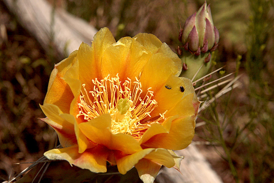 Yellow cactus flower Photograph by Emanuel Tanjala