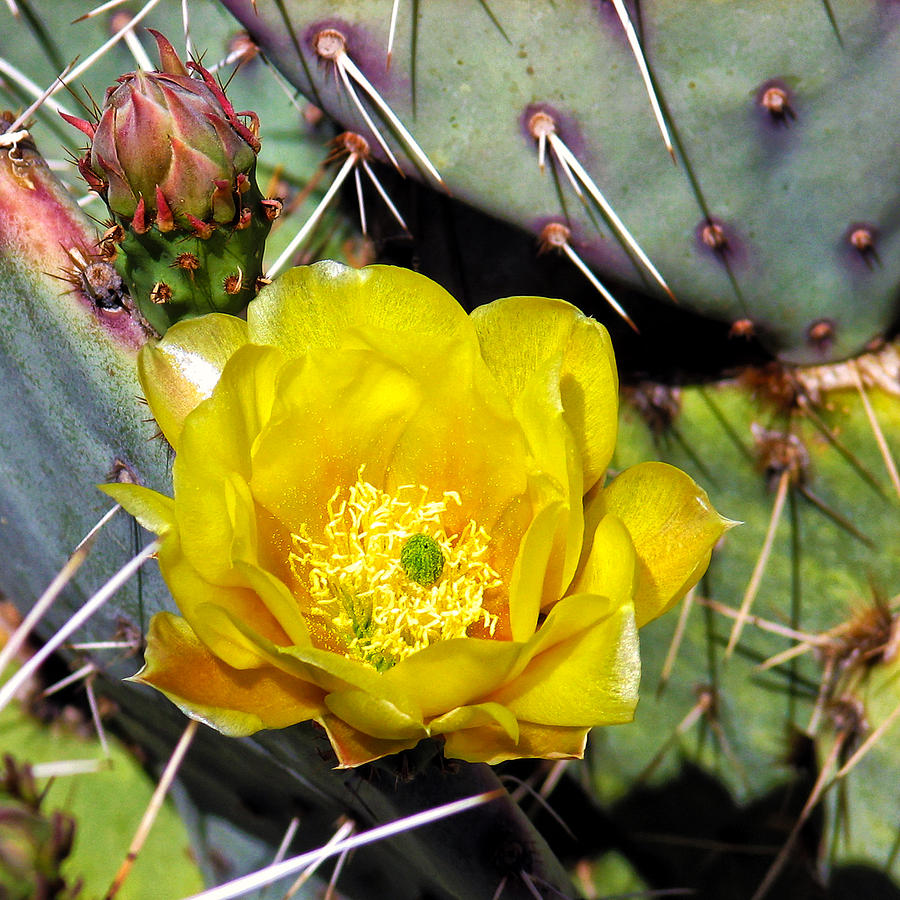 Yellow Cactus Flower Photograph by Rick Wicker