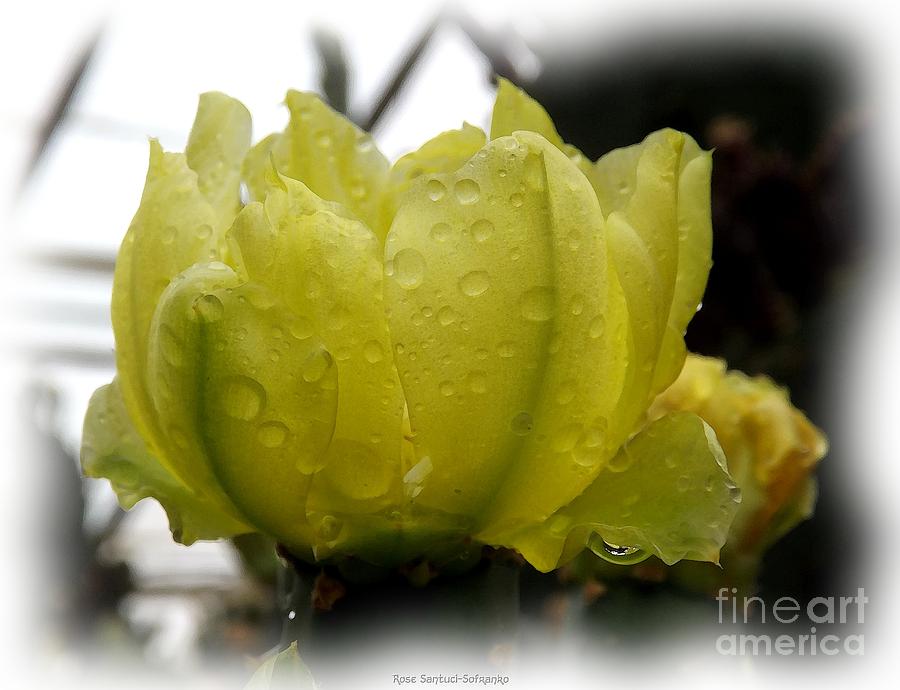 Yellow Cactus Flower Watercolor Effect Photograph by Rose Santuci-Sofranko