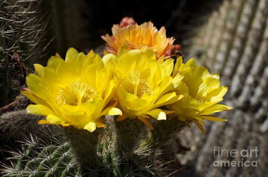 Flowers Still Life Photograph - Yellow cactus flowers by Jim And Emily Bush