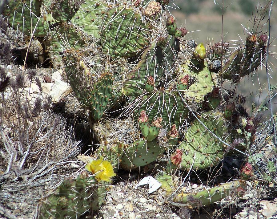 Yellow Cactus on the Ledge Photograph by Charles Robinson