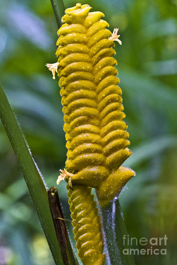 Nature Photograph - Yellow Calathea crotalifera by Heiko Koehrer-Wagner