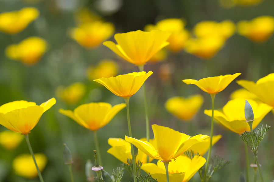 Yellow California Poppy Wildflowers Photograph by Kathy Clark