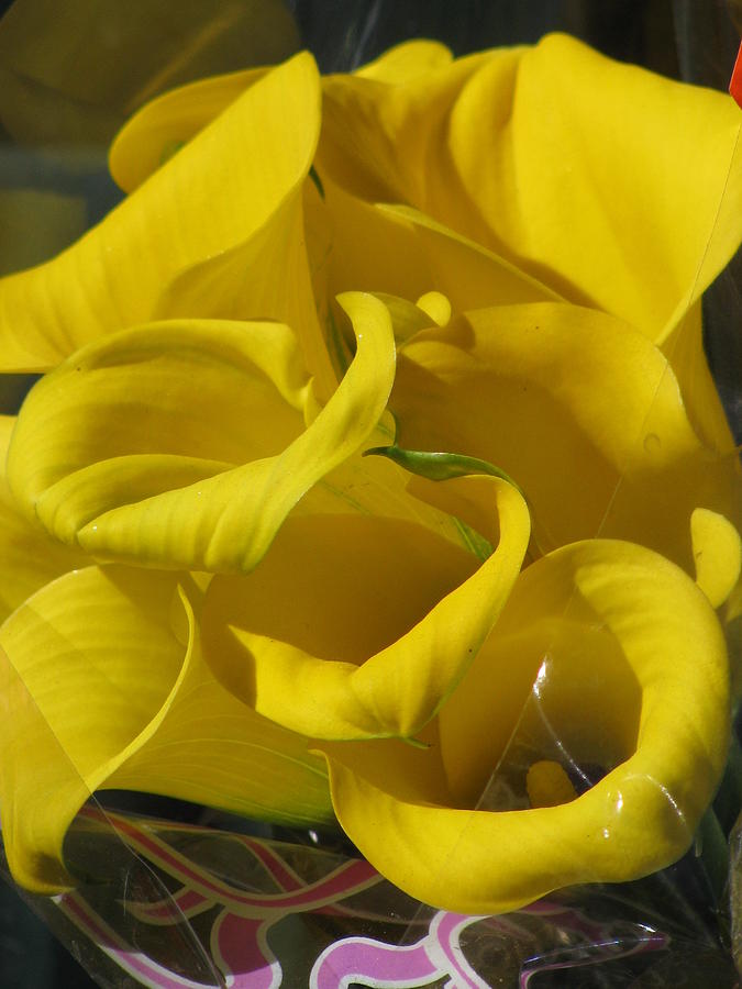 Yellow Calla Lilies Photograph by Alfred Ng