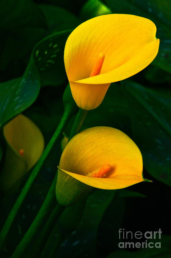 Yellow Calla Lilies Photograph by Byron Varvarigos