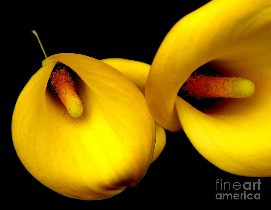 Yellow Calla Lilies Photograph by Lainie Wrightson