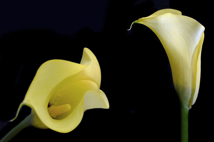 Nature Photograph - Yellow Calla Lilies by Terence Davis