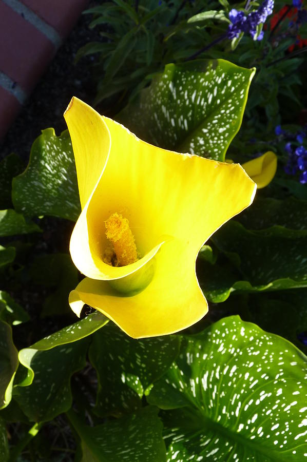 Yellow Calla Lily Photograph by Carla Parris